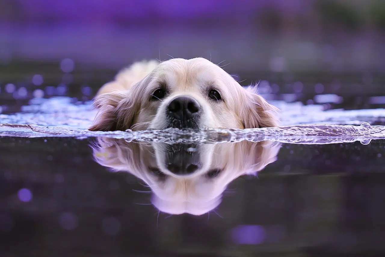 Salvaguardare i cani dal caldo